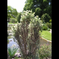 Anthyllis Barba-Jovis (fam. Papilionacees)(rg mediterraneennes) (02)